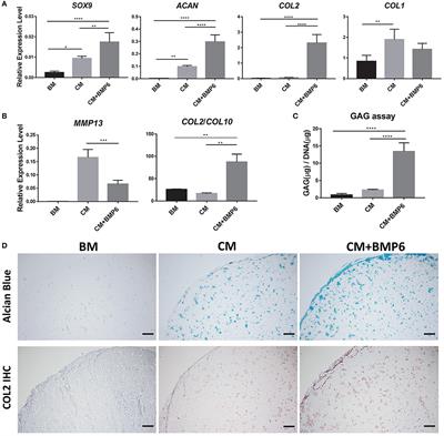 <mark class="highlighted">Osteochondral Tissue</mark> Chip Derived From iPSCs: Modeling OA Pathologies and Testing Drugs